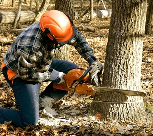 Tree Removal in New Point, IN